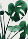 Monstera Vibes 1