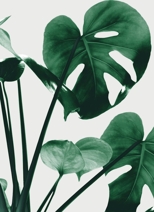 Monstera Vibes 1