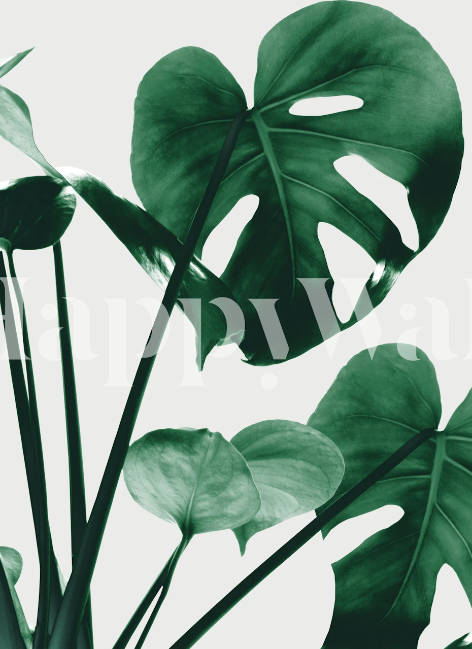 Tropical Monstera leaves in green tones wallpaper