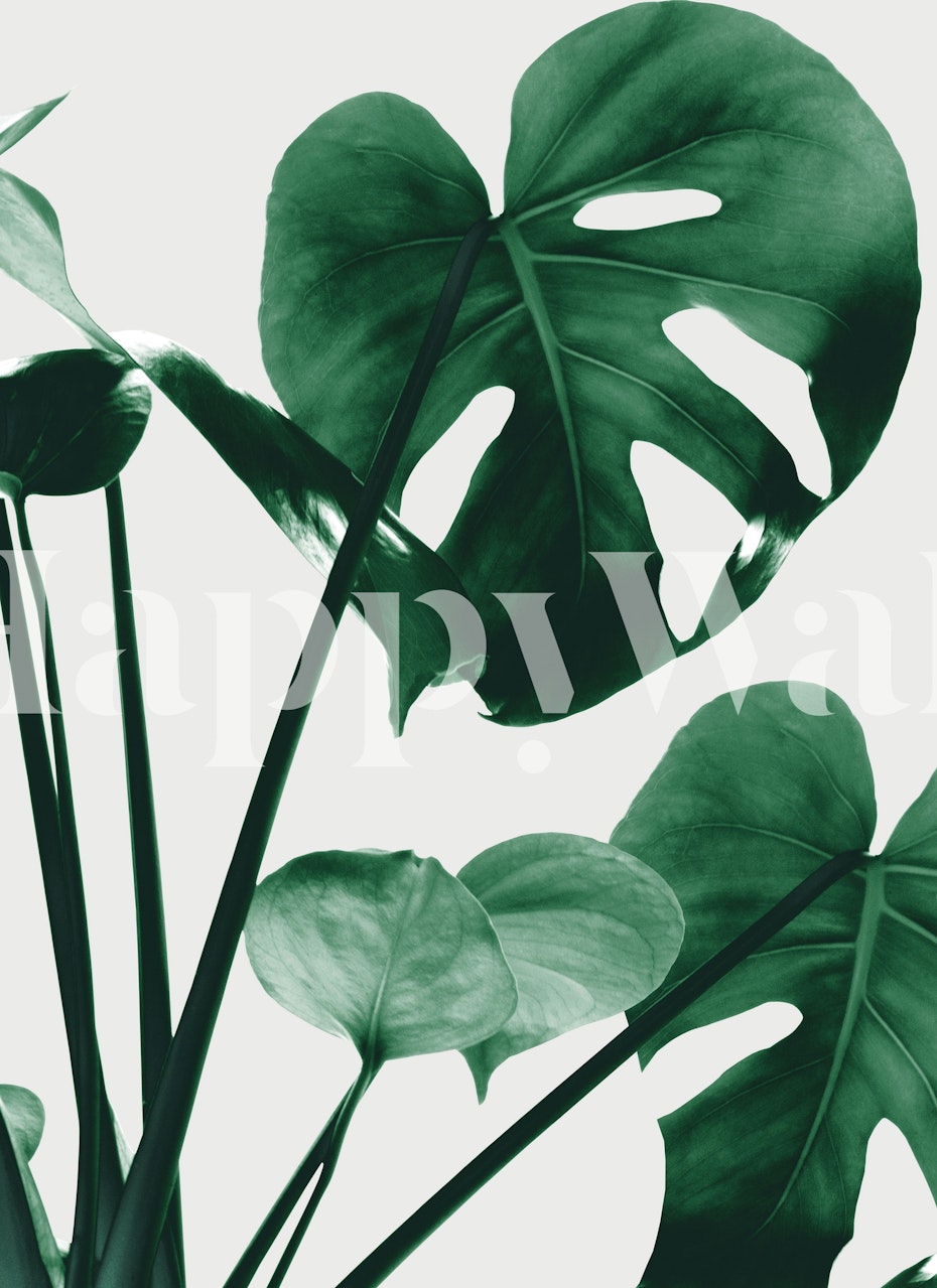 Tropical Monstera leaves in green tones wallpaper