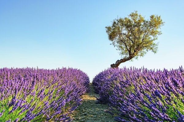 Into The Lavender