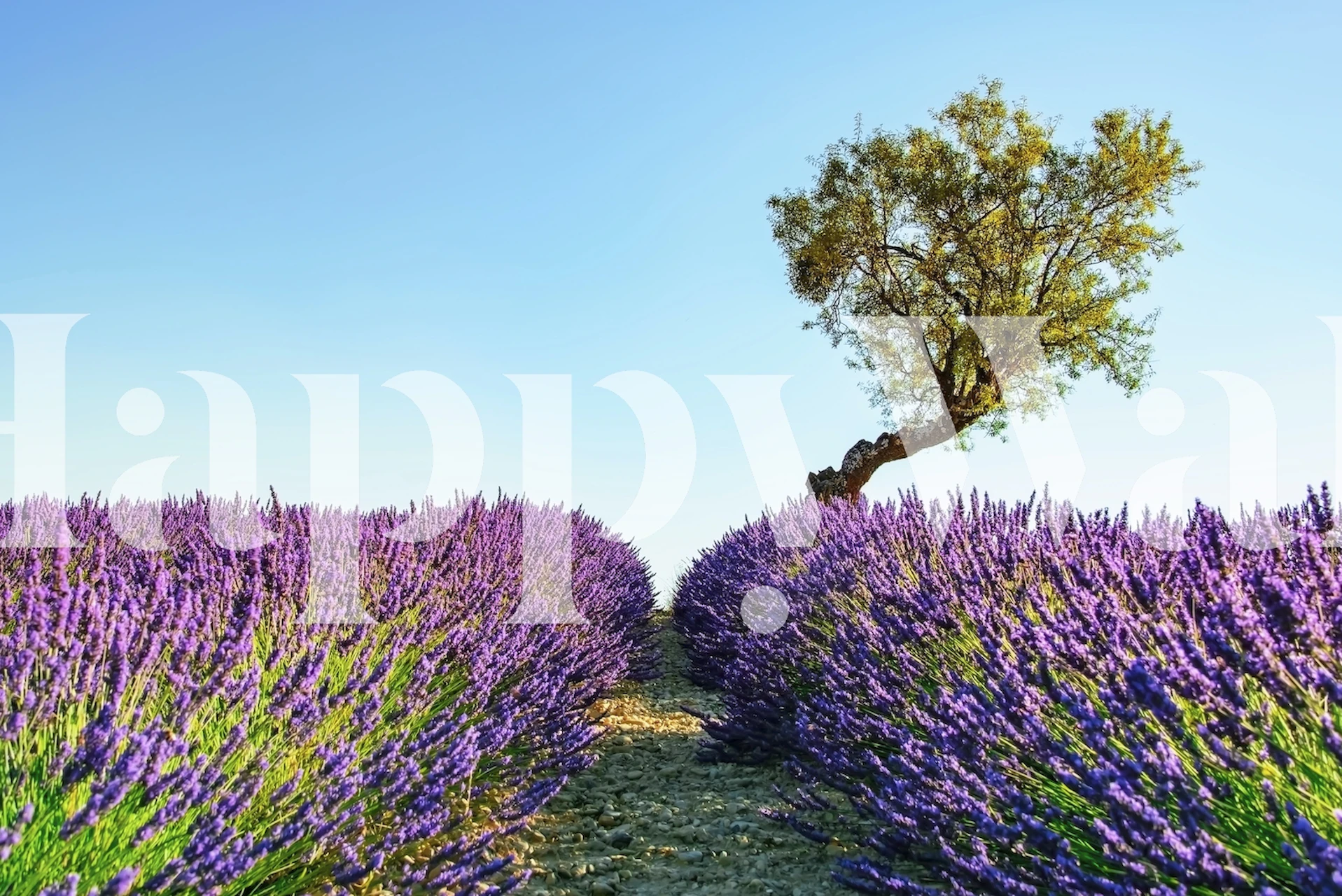 Tapeta pola lawendy w pokoju