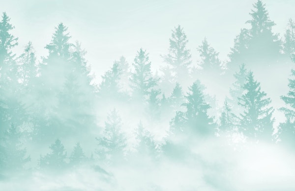 Soft Teal Green Forest Dream 1