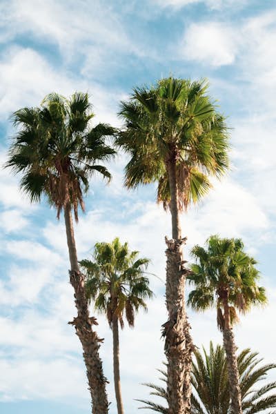 Τοιχογραφία