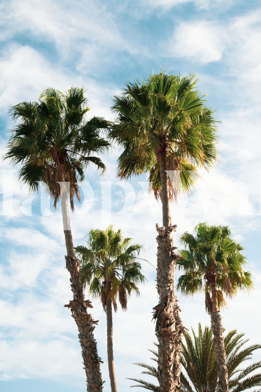 Tropical palm trees against a blue sky wallpaper