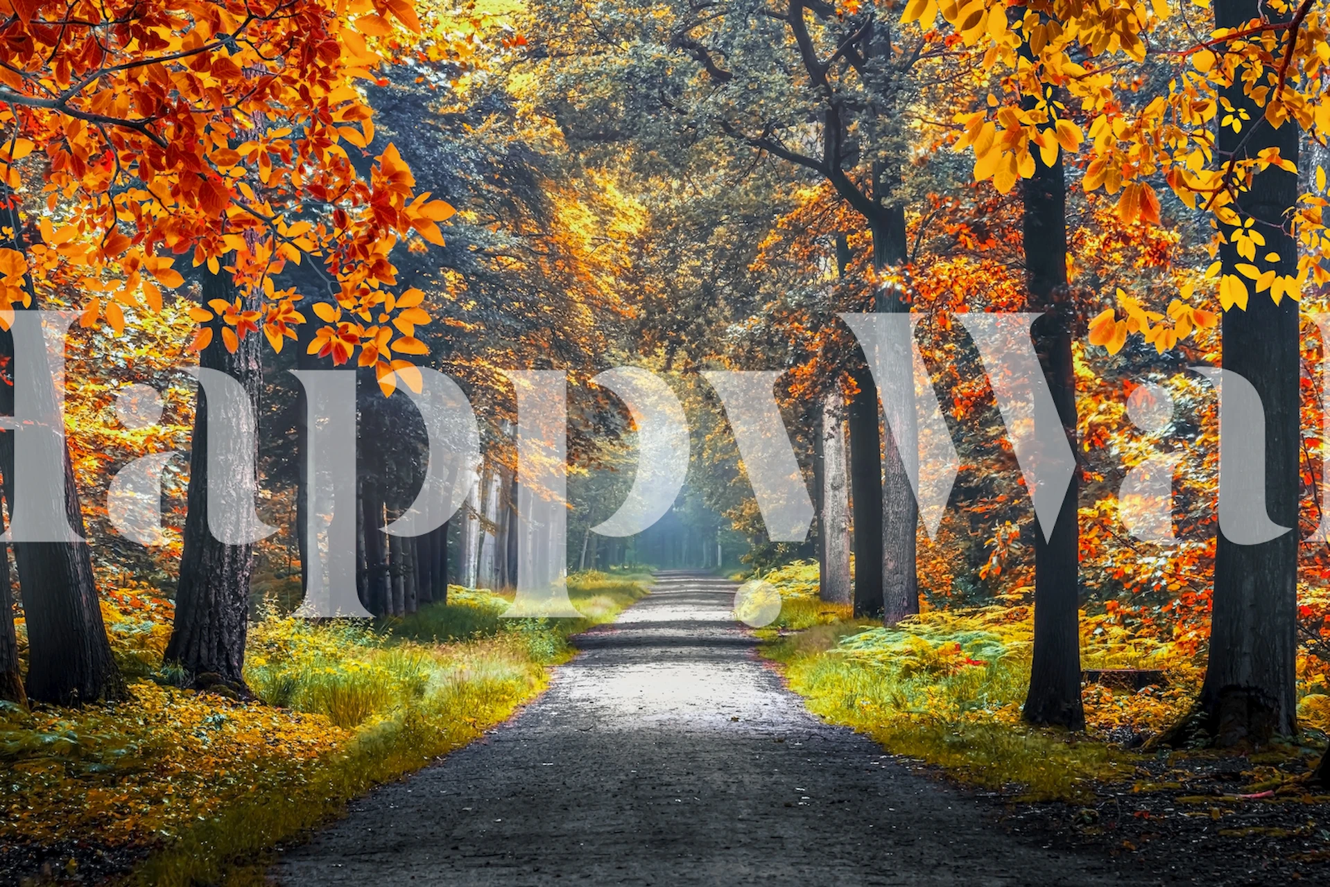 Autumn forest path with orange and yellow leaves wallpaper