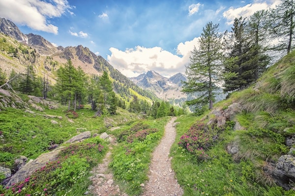 Path In The Mountains