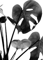 Monstera Vibes 2 papiers peint