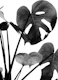 Monstera Vibes 2