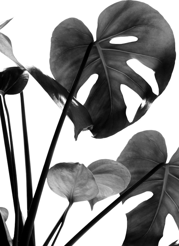 Monstera Vibes 2