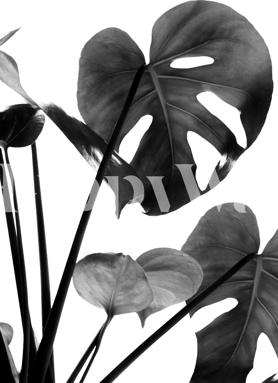 Black and white monstera leaves on a textured background wallpaper