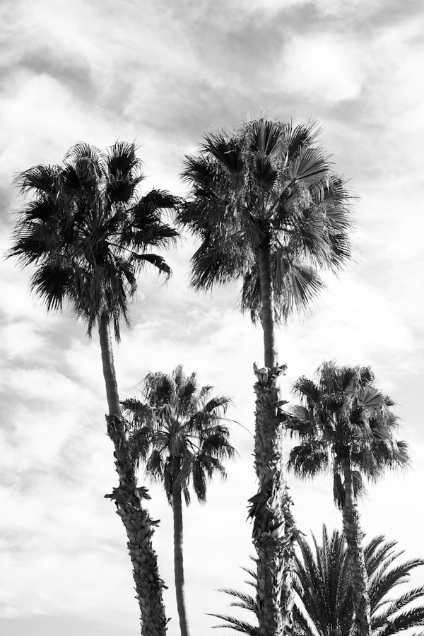 Palm Trees Black White 2