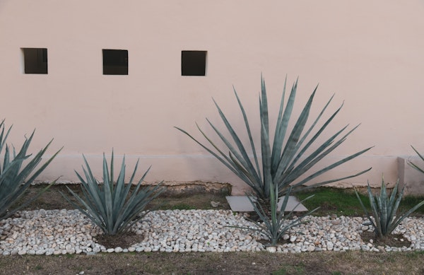 Blush Agave Mexico 1