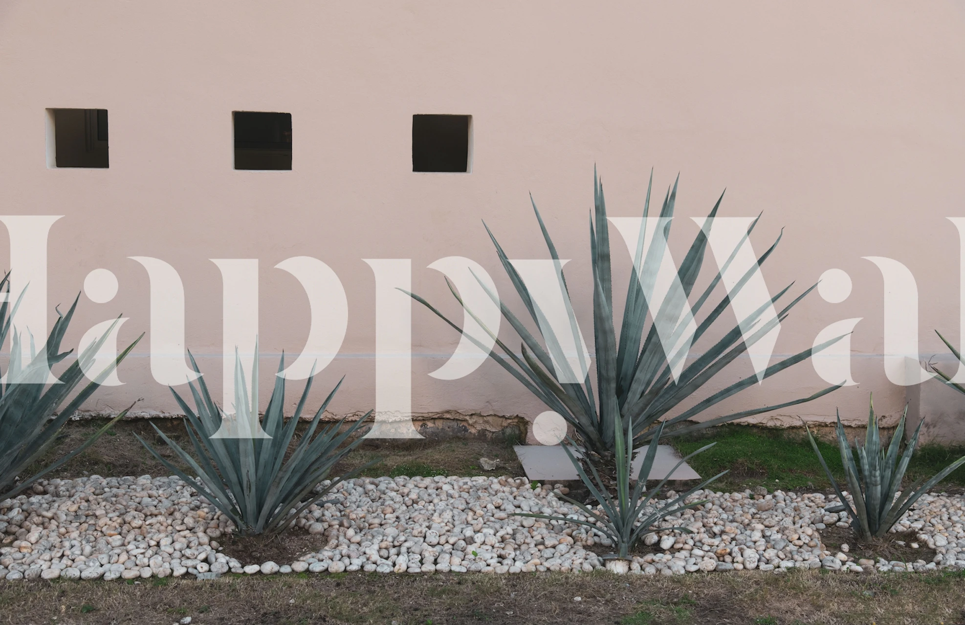 Blush Agave Mexico 1 tapeta u sobi