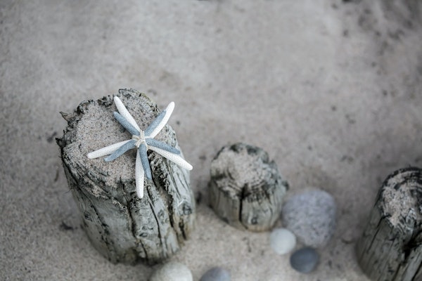 Starfish Beach Still Life