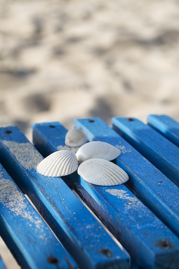 White Shells On A Blue Chair