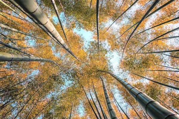 Bamboo Grove in Kyoto