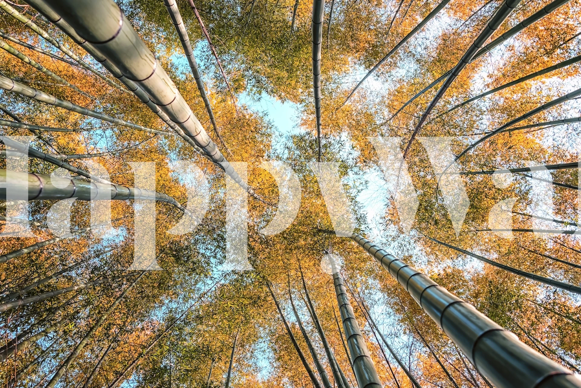 Bamboo Grove wall mural showing towering bamboo trees against a clear sky