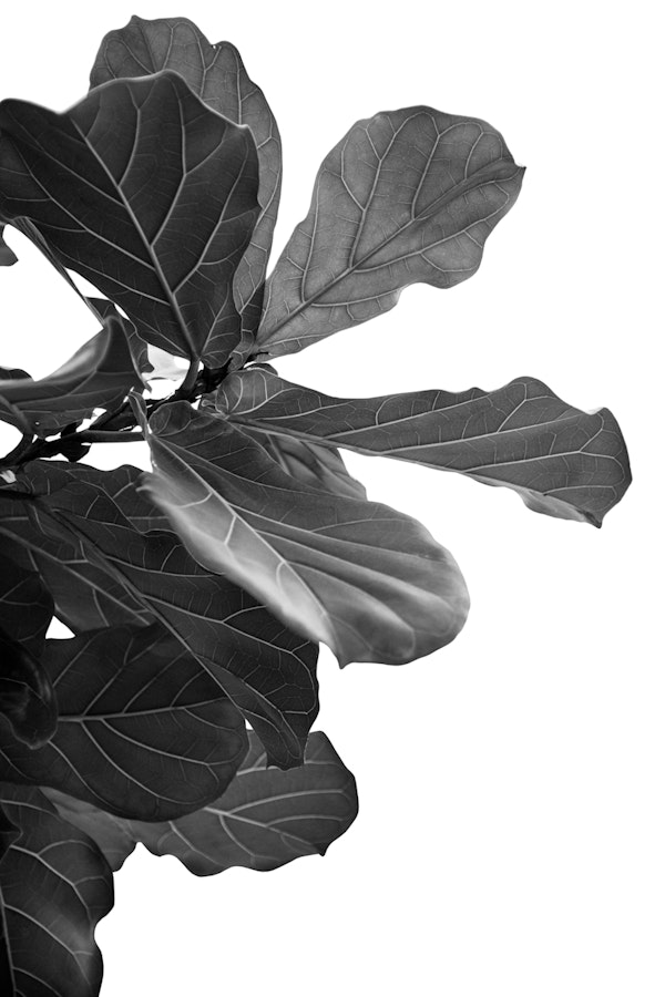 Minimal Fiddle Leaf Fig 1