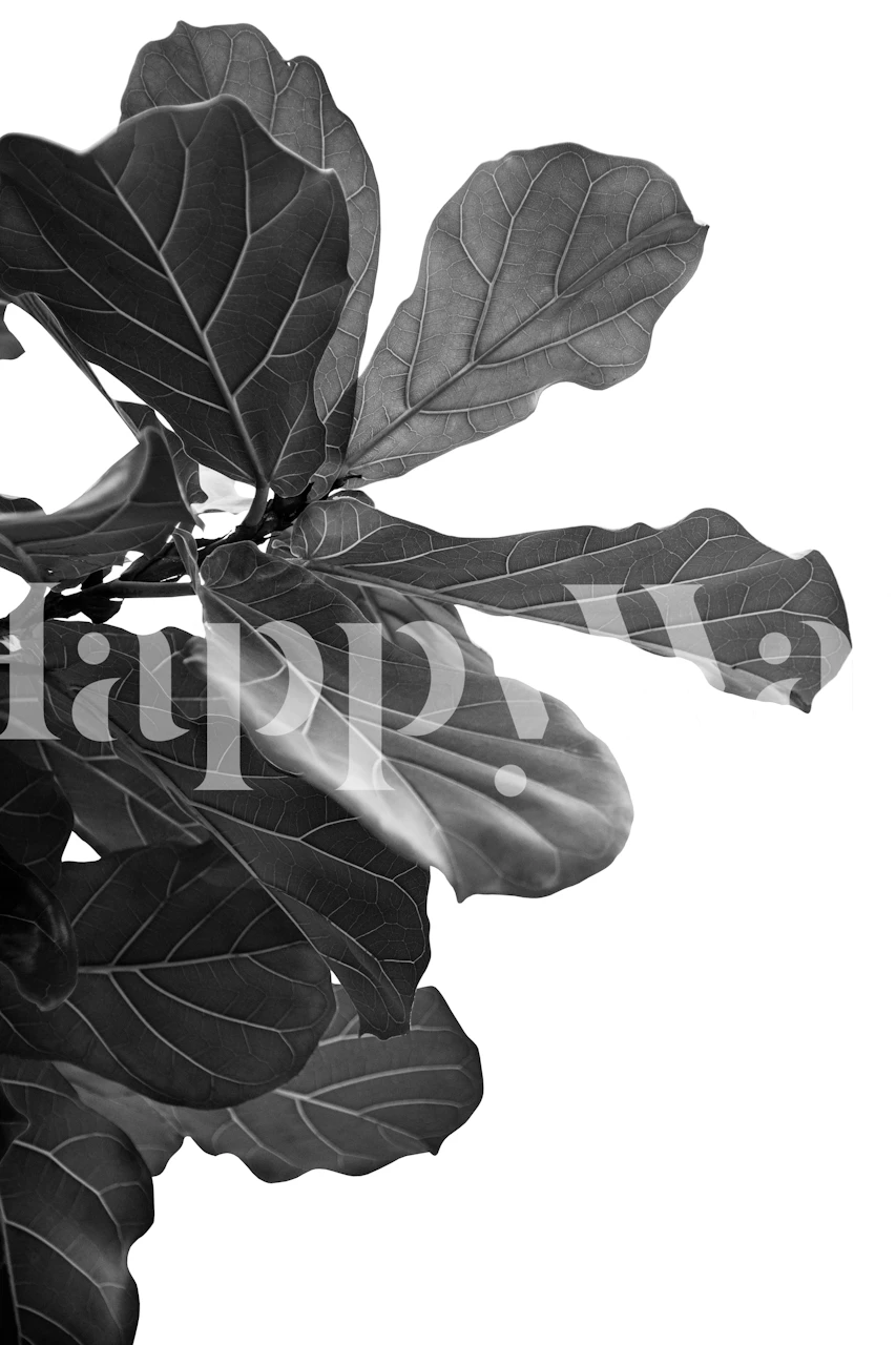 Minimal Fiddle Leaf Fig wallpaper in a room