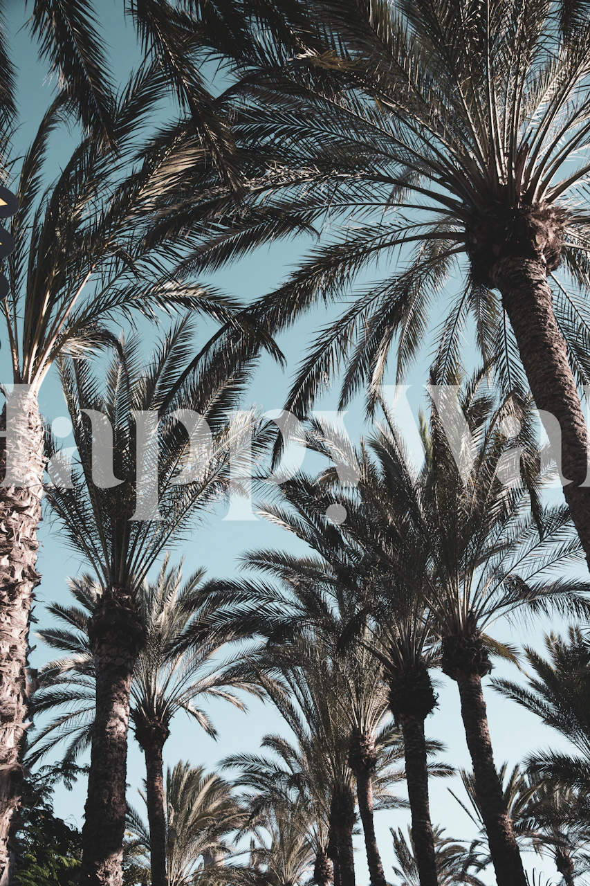 Palm Tree Jungle wallpaper in a room