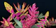 Floral Tropical Blue