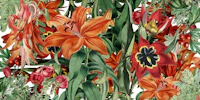 Floral Orange White tapet