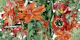 Floral Orange White