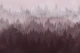 Forest Wine