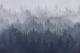 Forest Blue