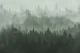 Forest Green 2
