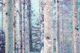 Fairytale Forest 3