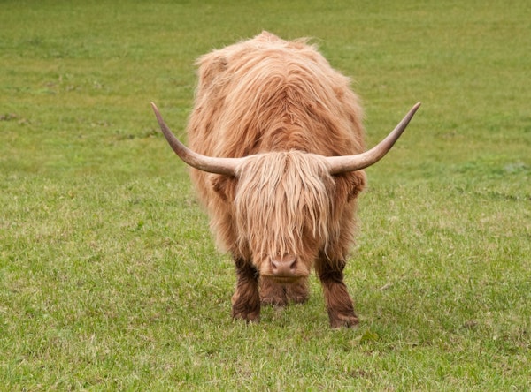 Highland Cow 8