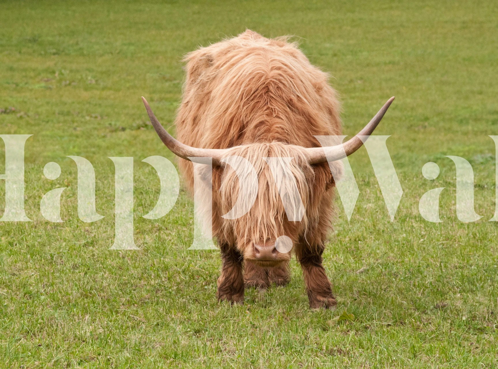 Tapeta Highland Cow u prostoru