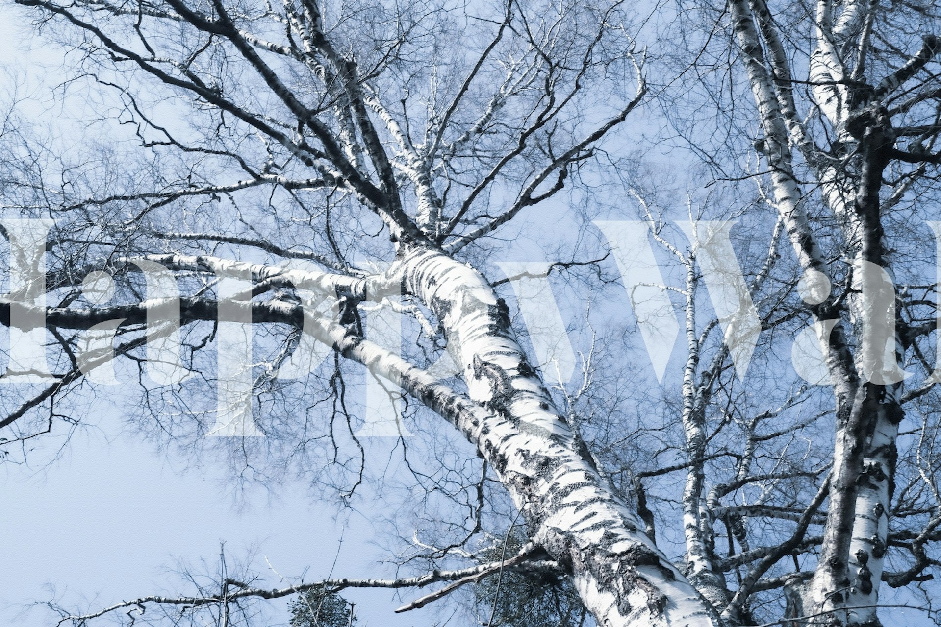 Birch tree wallpaper with autumn vibes