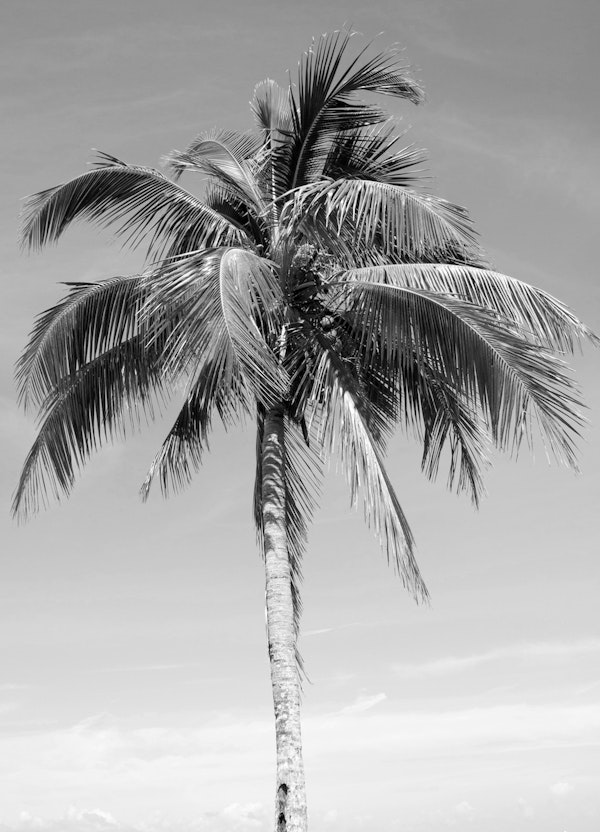 Palm Tree Beach Dream 3