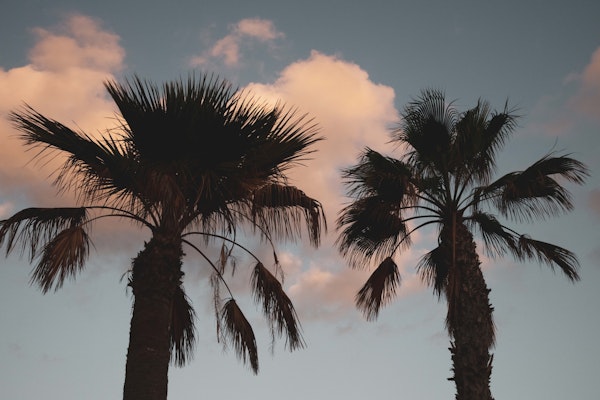 Sunset Palm Trees 1