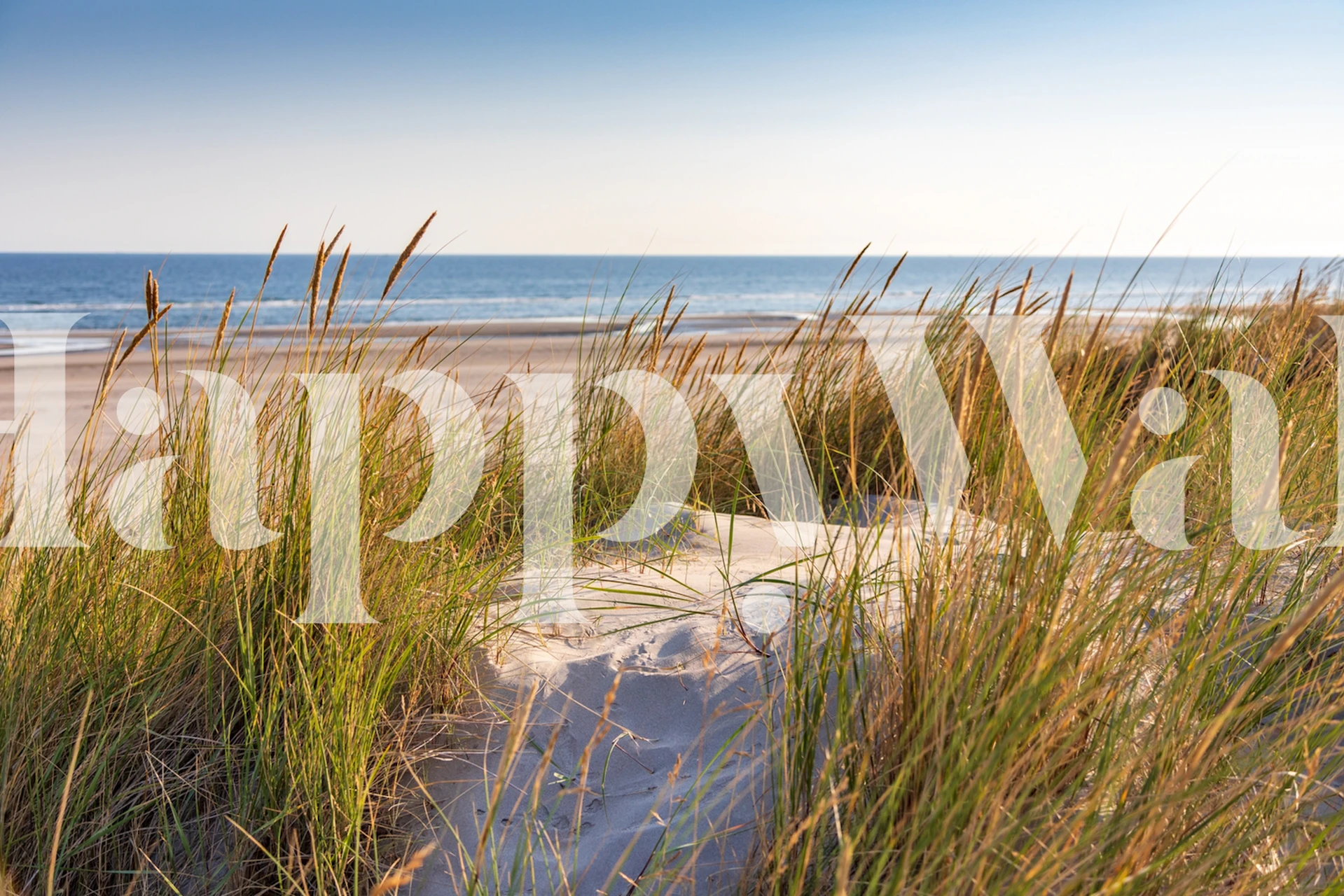 Coastal dune grass and beach with blue water wallpaper