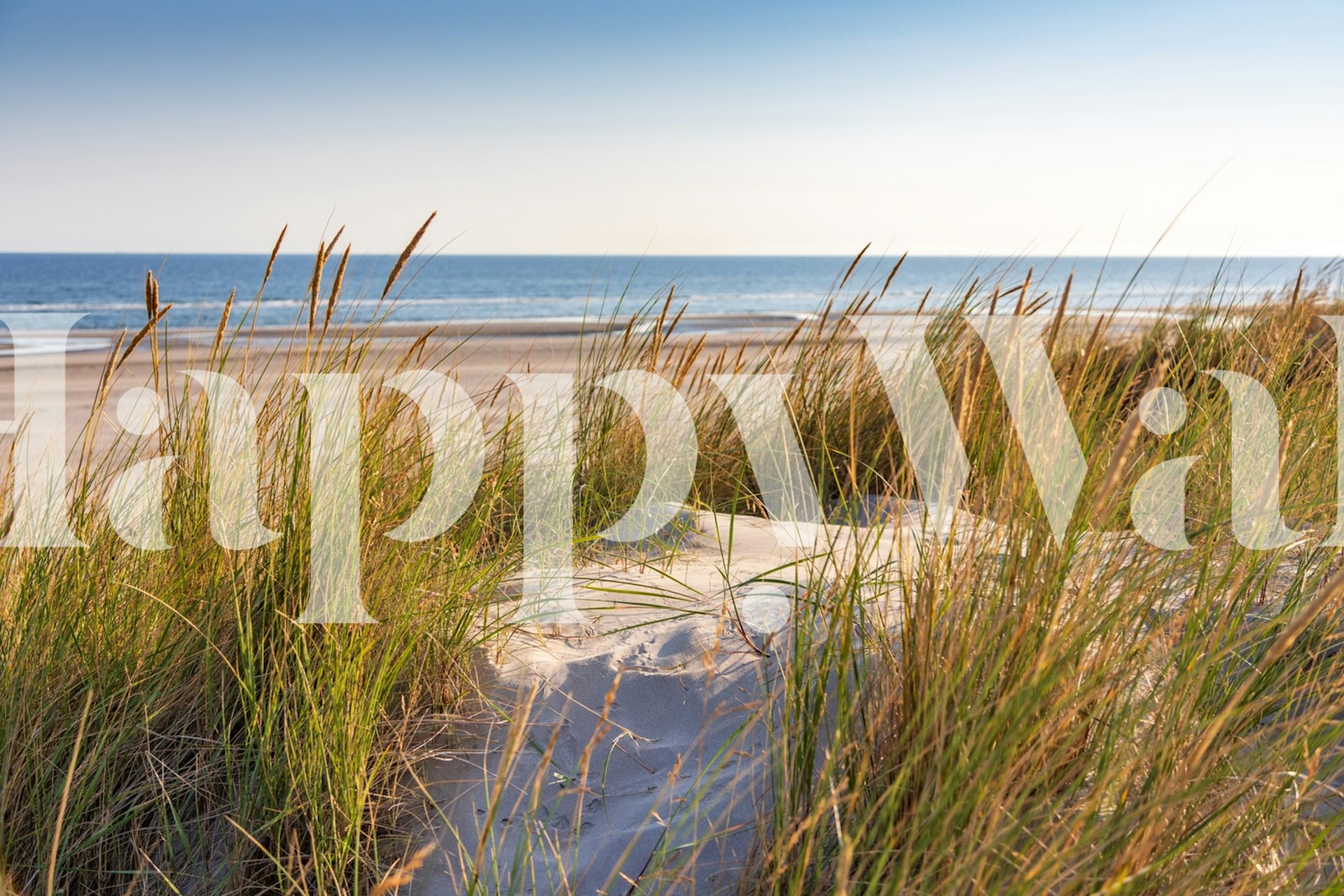 Coastal dune grass and beach with blue water wallpaper