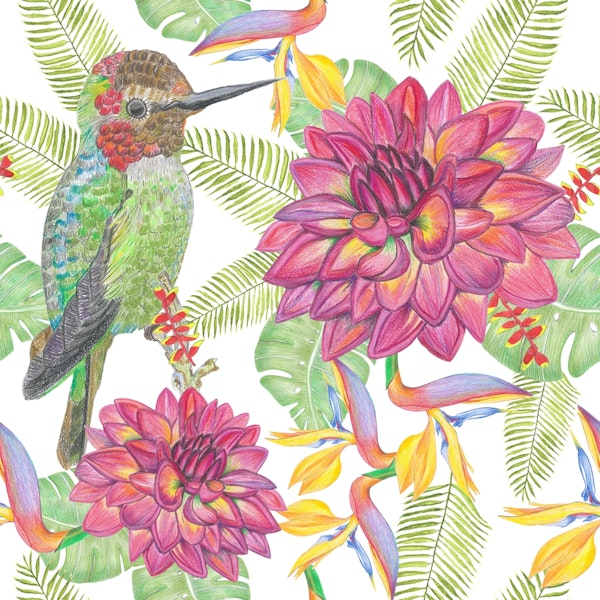 Hand drawn humming bird