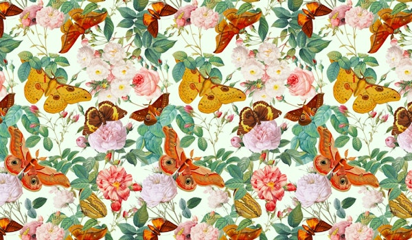 Moths and Butterflies