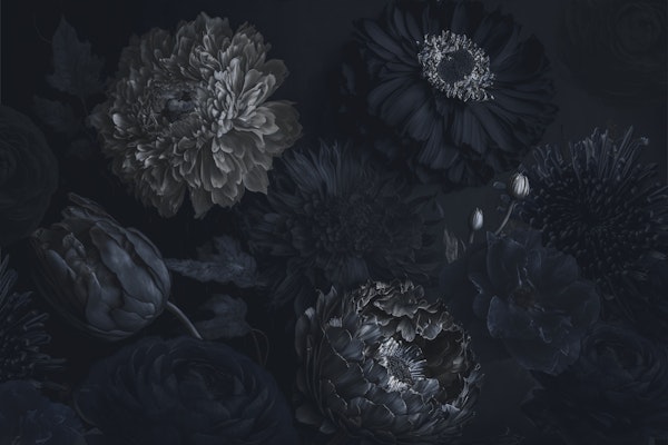 Black Beauty Flowers