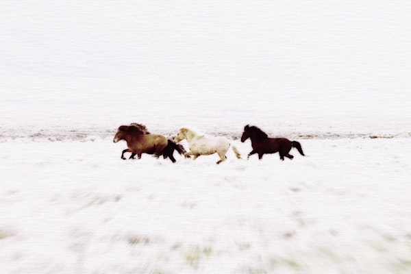 Wild Horses Iceland 8
