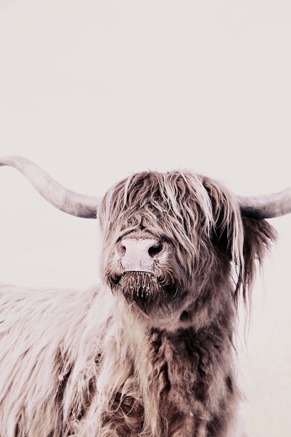 Scottish Highland Cattle 1