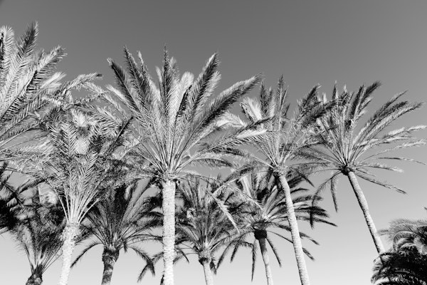 Oriental Palm Trees Vibes 2