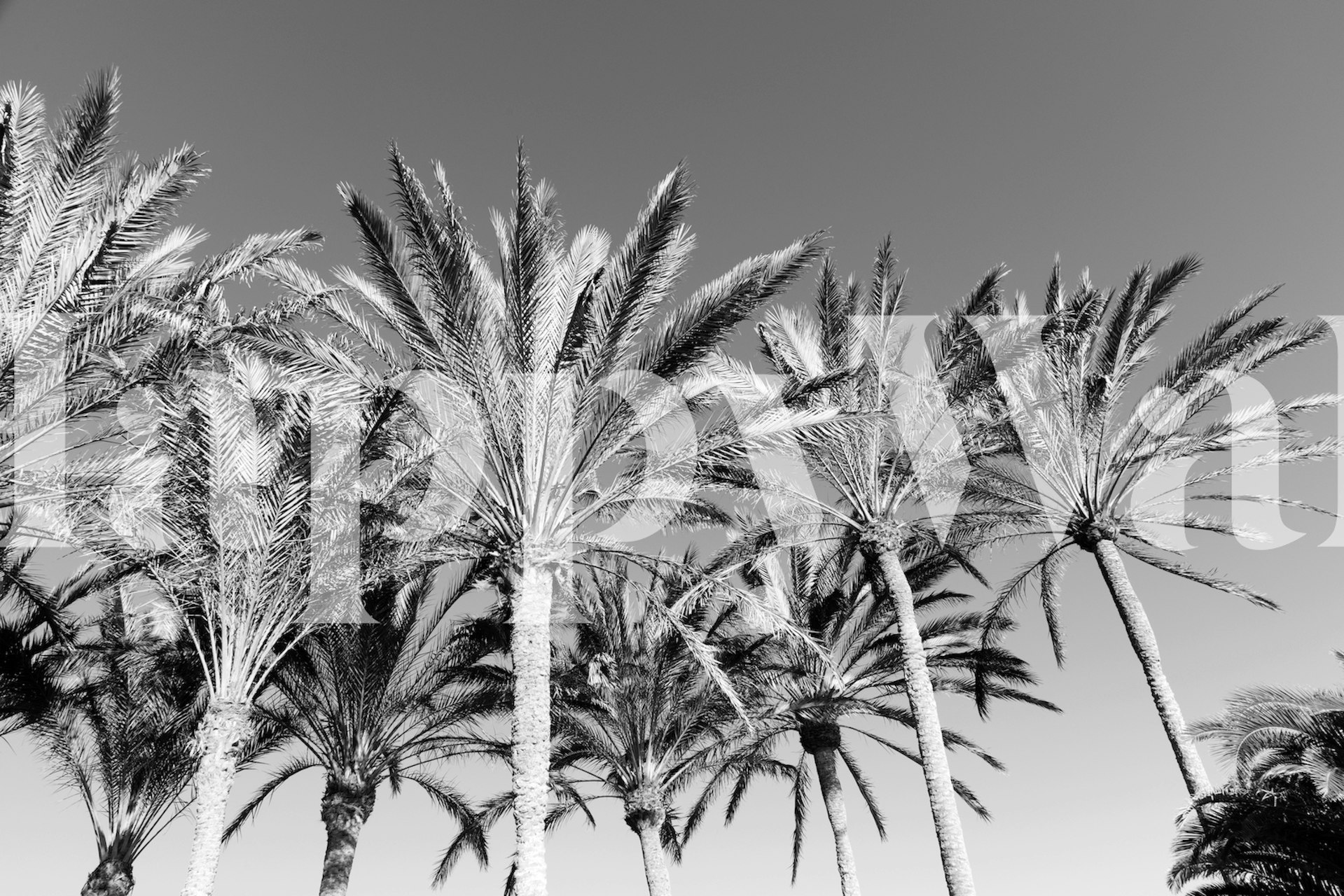Tropical wallpaper with palm trees