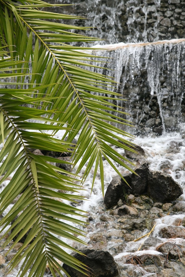 Palms meet Waterfall 1