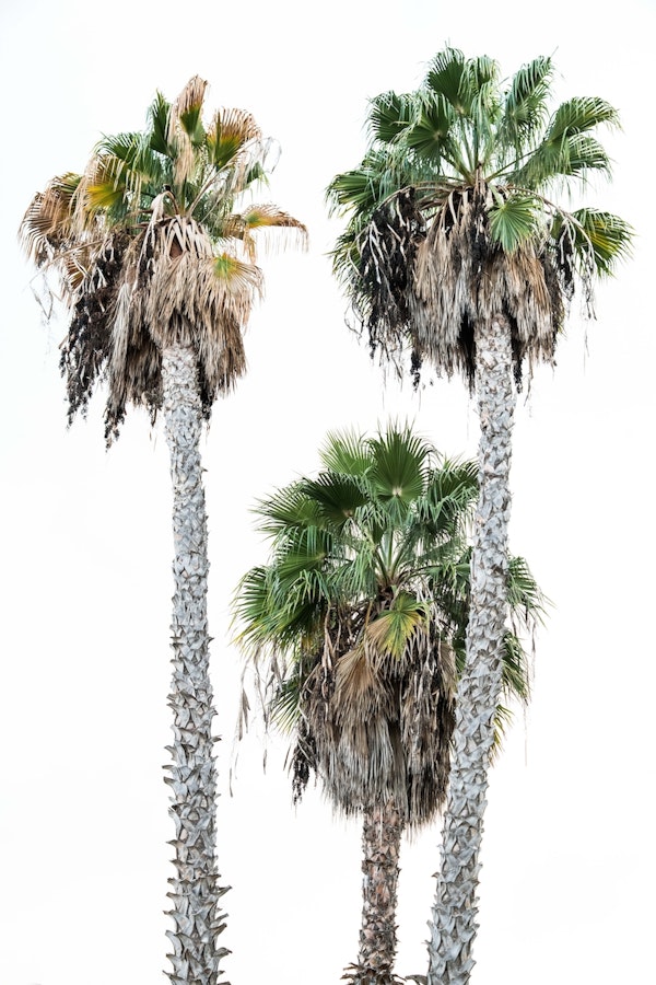 Palm Trees 3