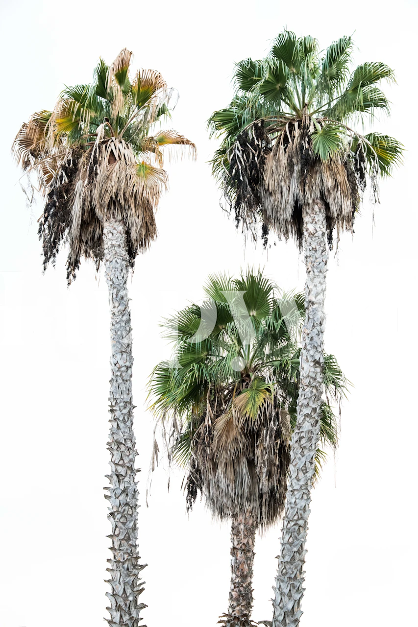 Palm trees with green leaves and brown trunks on a white background wallpaper