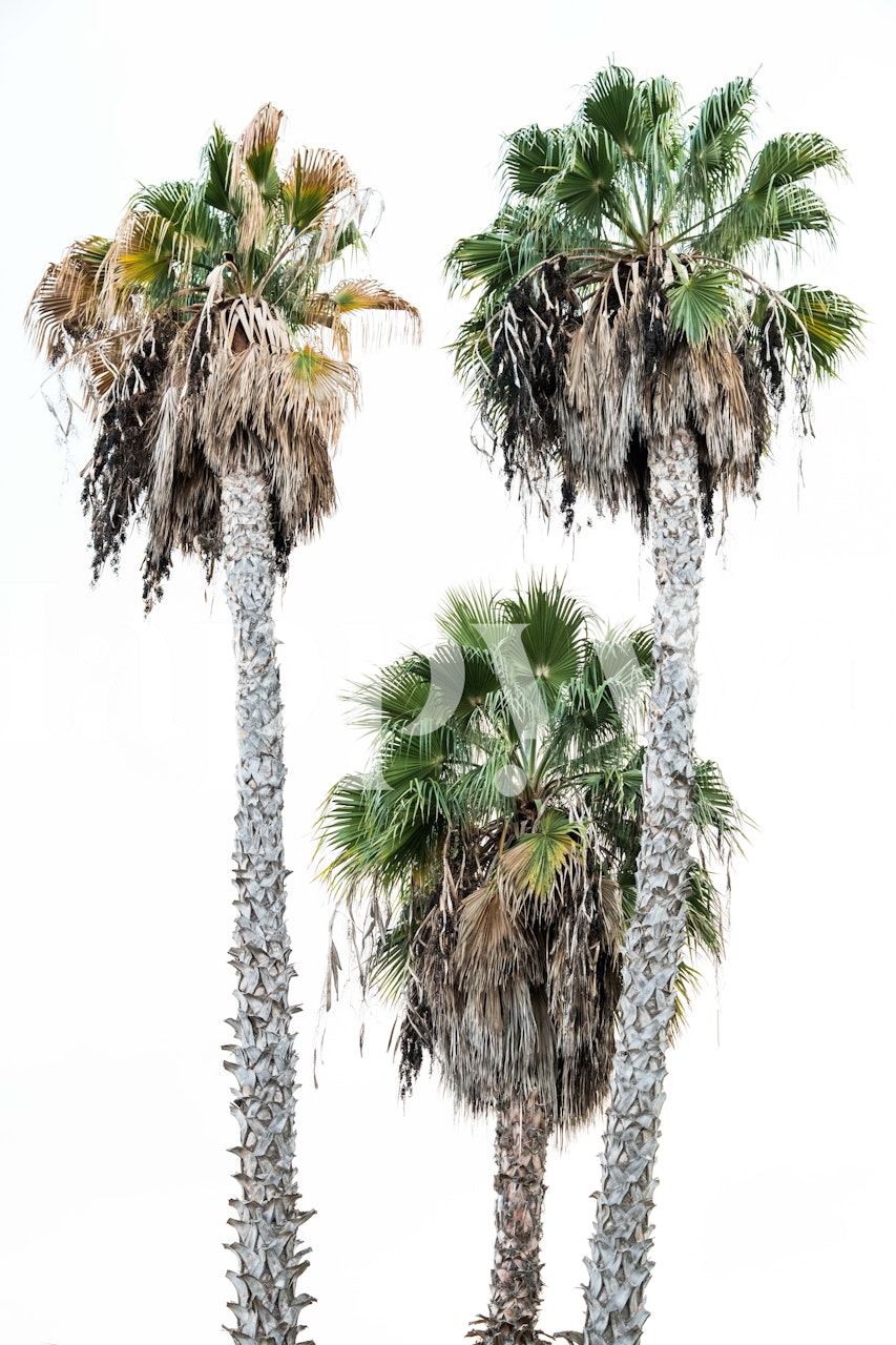 Palm trees with green leaves and brown trunks on a white background wallpaper
